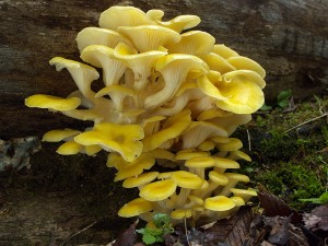 Pleurote jaune
